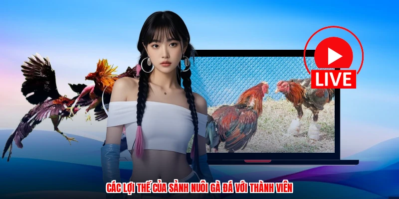 Các lợi thế của sảnh nuôi gà đá với thành viên