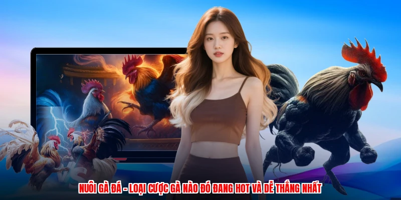 Nuôi Gà Đá - Loại Cược Gà Nào Đó Đang Hot Và Dễ Thắng Nhất